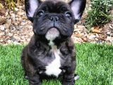 Bri̇ndle French Bulldog Yavrumuz Aşili