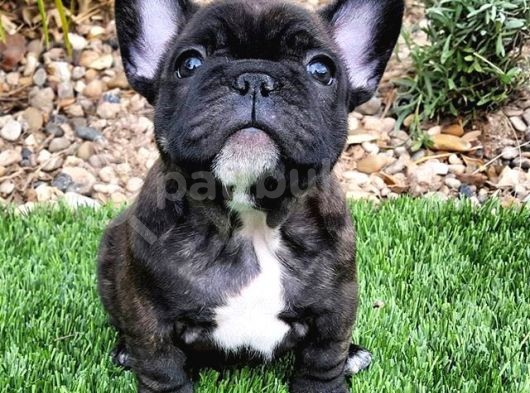 Bri̇ndle French Bulldog Yavrumuz Aşili görsel