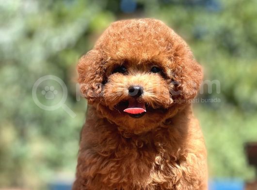 Show Kalite Poodle Yavrular görsel
