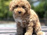 Bebek Surat Toy Poodle Yavrular