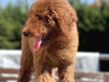 Red Brown Labradoodle Özel Dizayn Irk Yavrular
