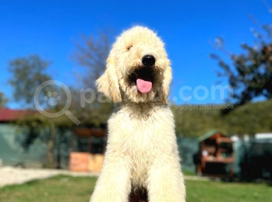 Dev Poodle Nadir Güzellik Tüy Dökmeyen Yavrular görsel