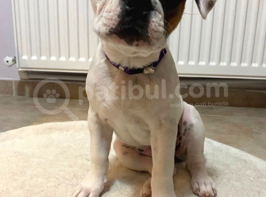French Bulldog Güzeller Güzeli̇ Di̇şi̇ Yavrular görsel