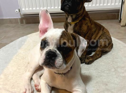 French Bulldog Güzeller Güzeli̇ Di̇şi̇ Yavrular