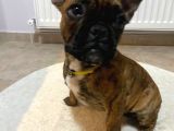 French Bulldog Güzeller Güzeli̇ Di̇şi̇ Yavrular