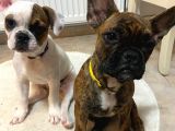 French Bulldog Güzeller Güzeli̇ Di̇şi̇ Yavrular