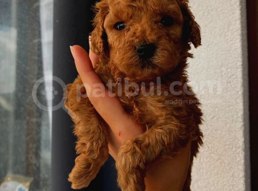 Tatlı Mı Tatlı Toy Poodle Yavrularım görsel