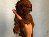 Tatlı Mı Tatlı Toy Poodle Yavrularım