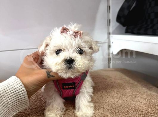 Maltese Yavrular görsel