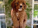Üç Adet Dişi Maltipoo Yavrumuz Sizlerle