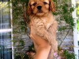 Üç Adet Dişi Maltipoo Yavrumuz Sizlerle
