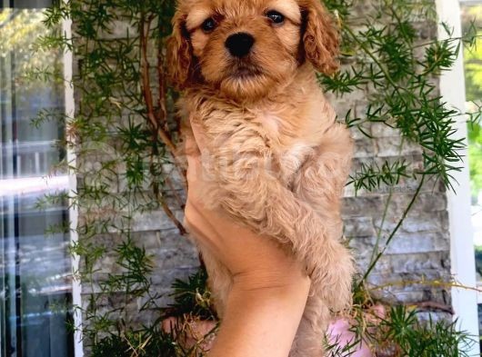 Üç Adet Dişi Maltipoo Yavrumuz Sizlerle görsel