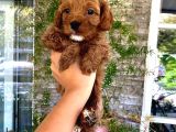 Üç Adet Dişi Maltipoo Yavrumuz Sizlerle