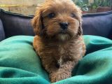 Üç Adet Dişi Maltipoo Yavrumuz Sizlerle