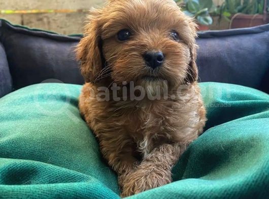 Üç Adet Dişi Maltipoo Yavrumuz Sizlerle görsel