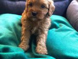 Üç Adet Dişi Maltipoo Yavrumuz Sizlerle