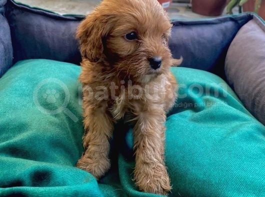 Üç Adet Dişi Maltipoo Yavrumuz Sizlerle
