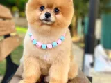2 Yaşında, Full Aşılı Ve Eğitimli Pomeranian Boo Yavrumuz