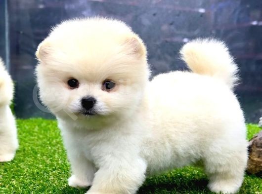 Babyface Arayanlara Özel Pomeranian Boo Yavrularımız görsel