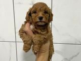 Birbirinden Güzel Maskeli Maltipoo Yavrularımız