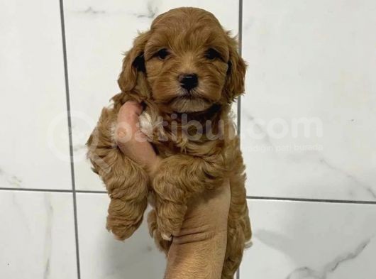 Birbirinden Güzel Maskeli Maltipoo Yavrularımız görsel