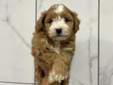 Birbirinden Güzel Maskeli Maltipoo Yavrularımız