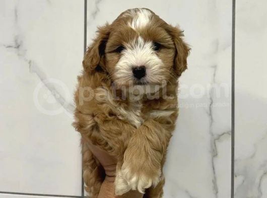 Birbirinden Güzel Maskeli Maltipoo Yavrularımız görsel