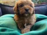 Birbirinden Güzel Maskeli Maltipoo Yavrularımız
