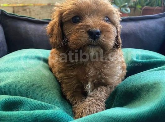 Birbirinden Güzel Maskeli Maltipoo Yavrularımız görsel