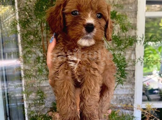 Birbirinden Güzel Maskeli Maltipoo Yavrularımız