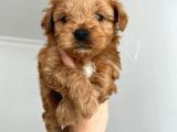 Sıfır Numara,Kilo Garantili Dişi Maltipoo Yavrumuz