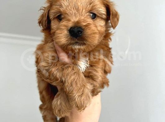 Sıfır Numara,Kilo Garantili Dişi Maltipoo Yavrumuz görsel