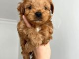 Sıfır Numara,Kilo Garantili Dişi Maltipoo Yavrumuz