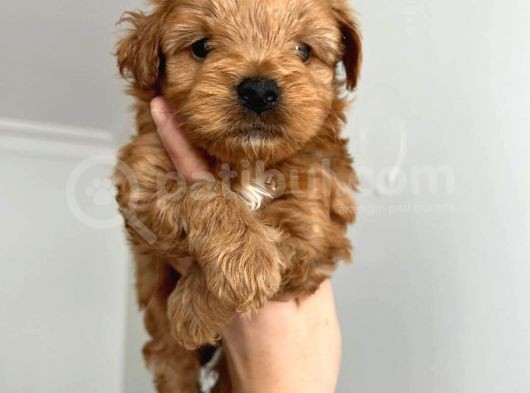 Sıfır Numara,Kilo Garantili Dişi Maltipoo Yavrumuz görsel