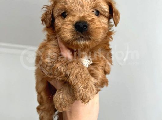 Sıfır Numara,Kilo Garantili Dişi Maltipoo Yavrumuz