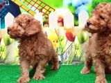Resmi̇ Üreti̇ci̇den Toy Poodle Yavrular