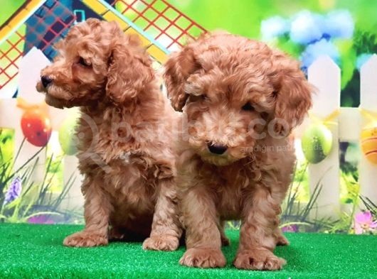 Resmi̇ Üreti̇ci̇den Toy Poodle Yavrular görsel