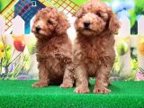 Resmi̇ Üreti̇ci̇den Toy Poodle Yavrular