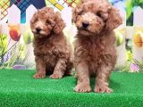 Resmi̇ Üreti̇ci̇den Toy Poodle Yavrular