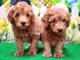 Resmi̇ Üreti̇ci̇den Toy Poodle Yavrular