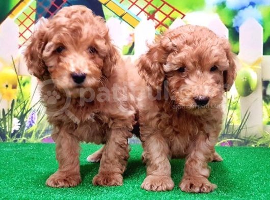 Resmi̇ Üreti̇ci̇den Toy Poodle Yavrular görsel