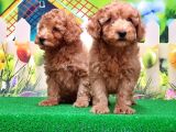 Resmi̇ Üreti̇ci̇den Toy Poodle Yavrular