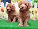 Resmi̇ Üreti̇ci̇den Toy Poodle Yavrular