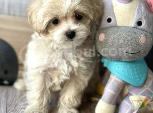 Maltipoo Mini Boy Kıvırcık Yavrulr