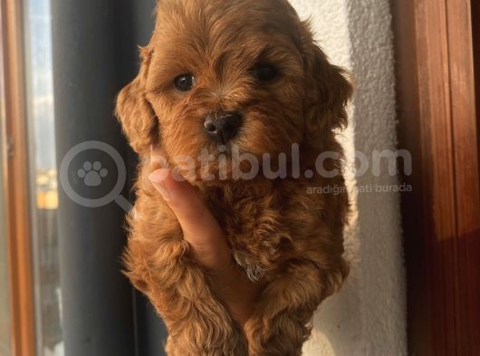 Pasaportlu Aşılı Ev Ortamında Büyüyen Poodle Yavrularımız görsel