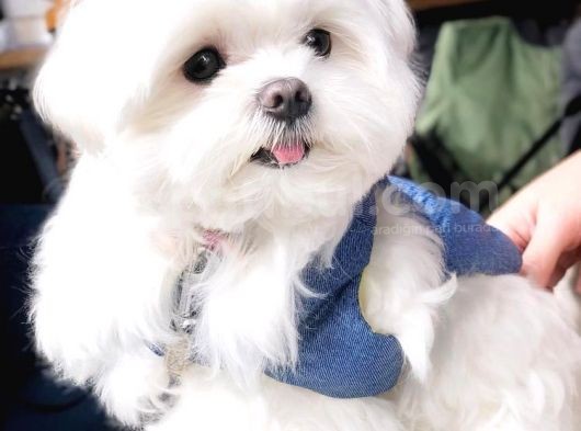 Malteseterrier Sıfır Numara Kore Orjinal Garantili Safkan görsel