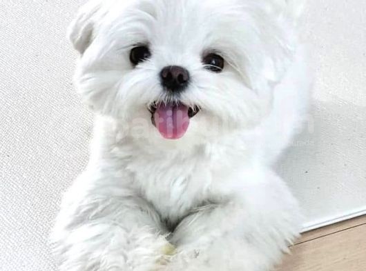 Malteseterrier Sıfır Numara Kore Orjinal Garantili Safkan