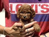 Show Kalite Maltipoo Yavrular