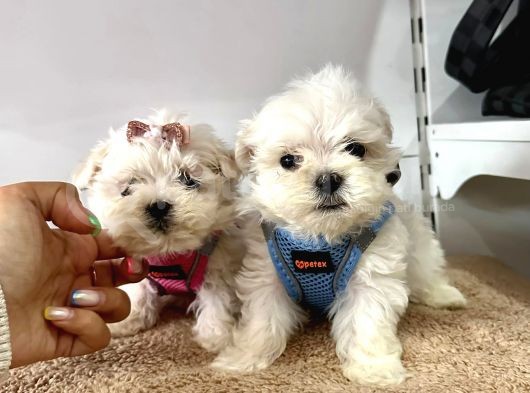 Mini Boy Maltese Ufacık Yavrular görsel