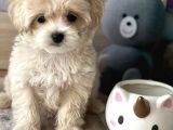 Maltipoo Mini Boy Kıvırcık Yavrulr